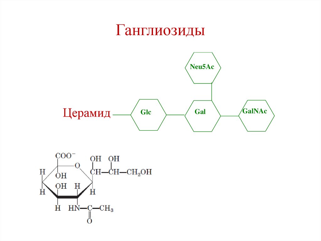 Ганглиозиды