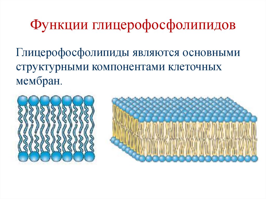 Функции глицерофосфолипидов