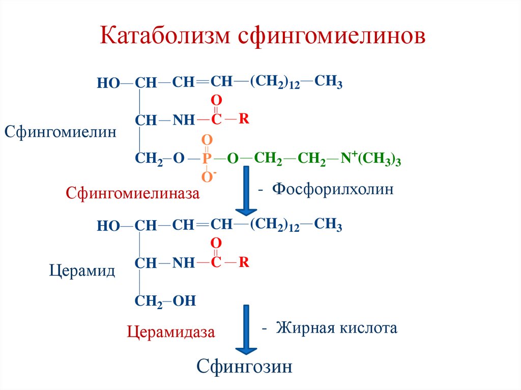 Катаболизм сфингомиелинов