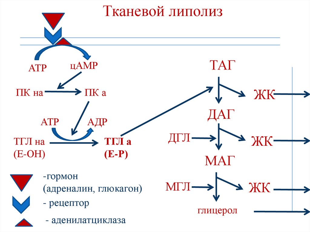 Тканевой липолиз