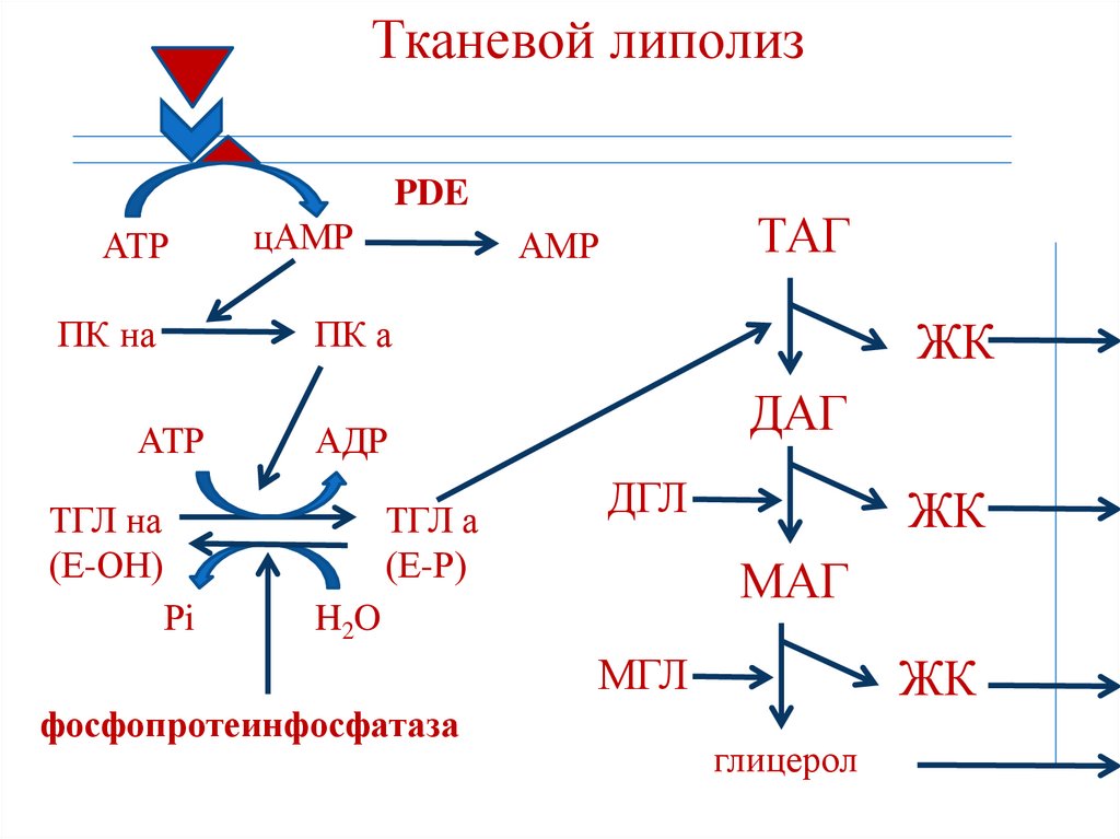 Тканевой липолиз