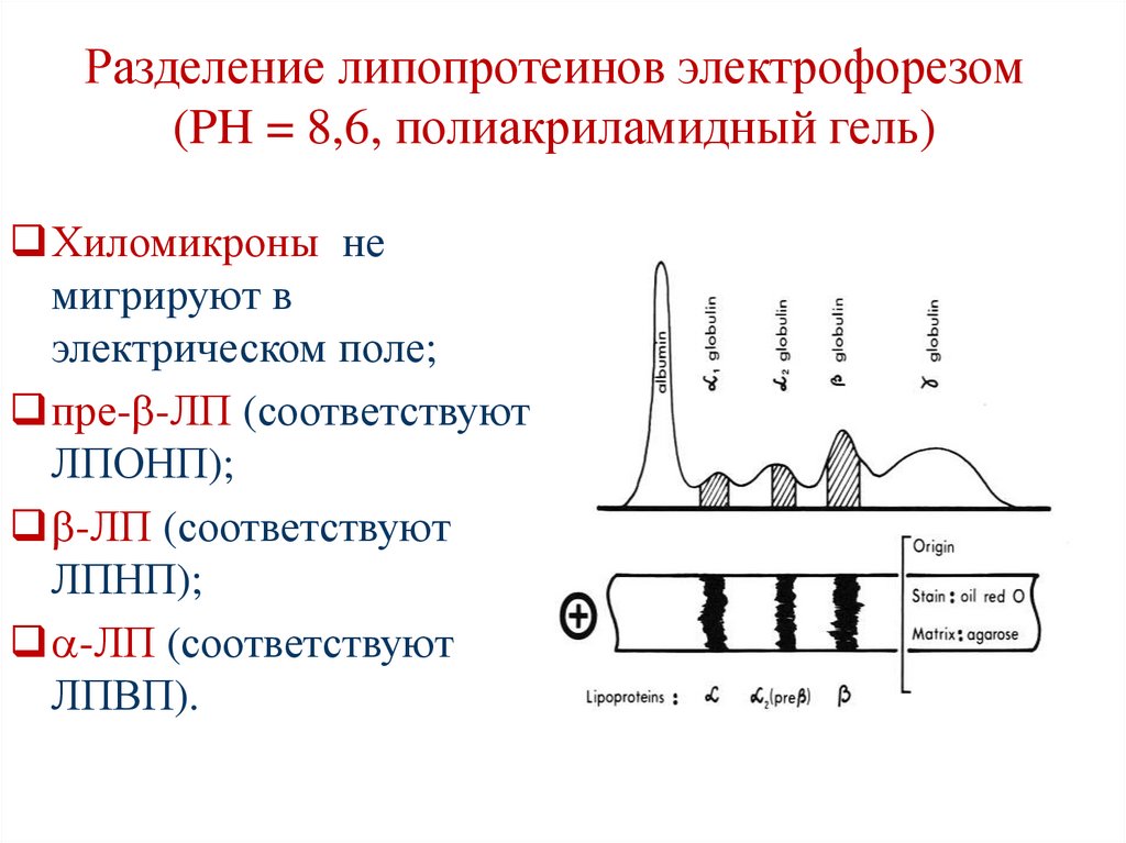 Разделение липопротеинов электрофорезом (PH = 8,6, полиакриламидный гель)