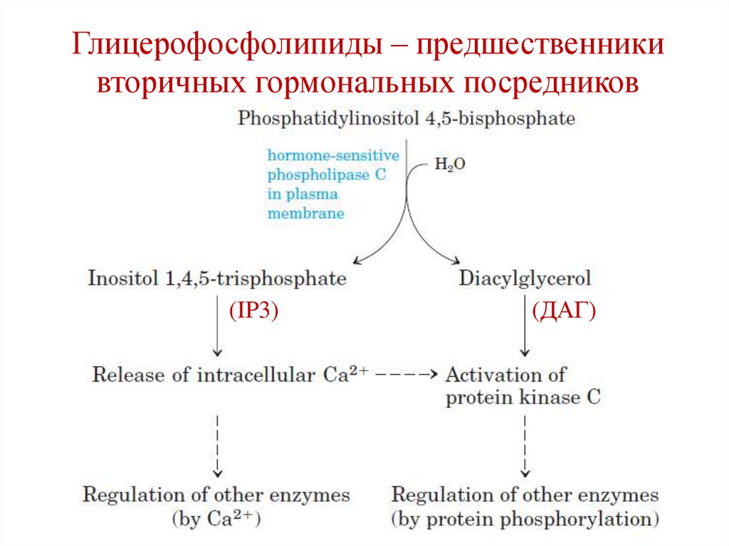 Глицерофосфолипиды – предшественники вторичных гормональных посредников