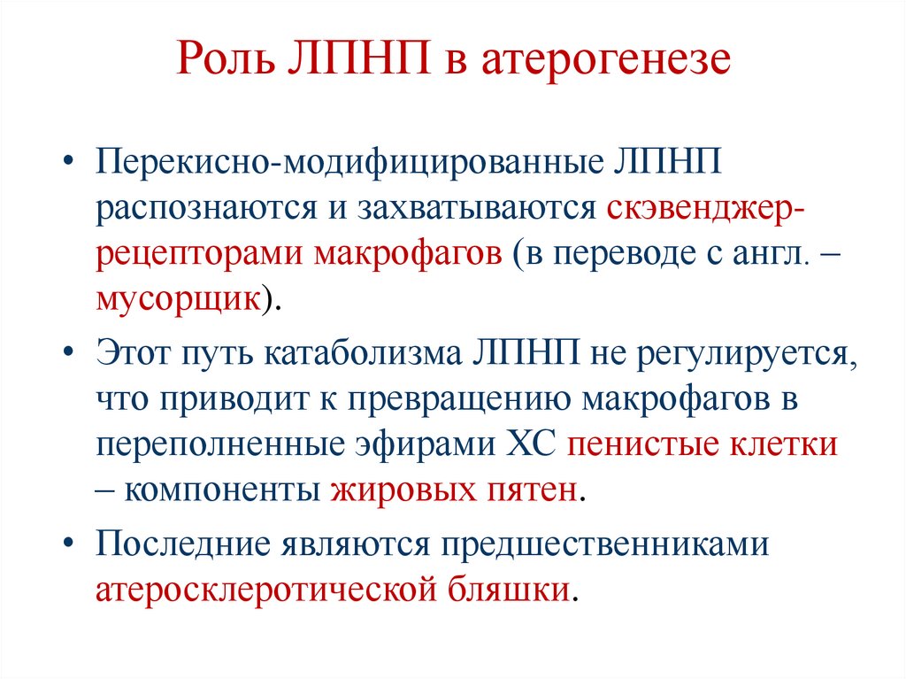 Роль ЛПНП в атерогенезе