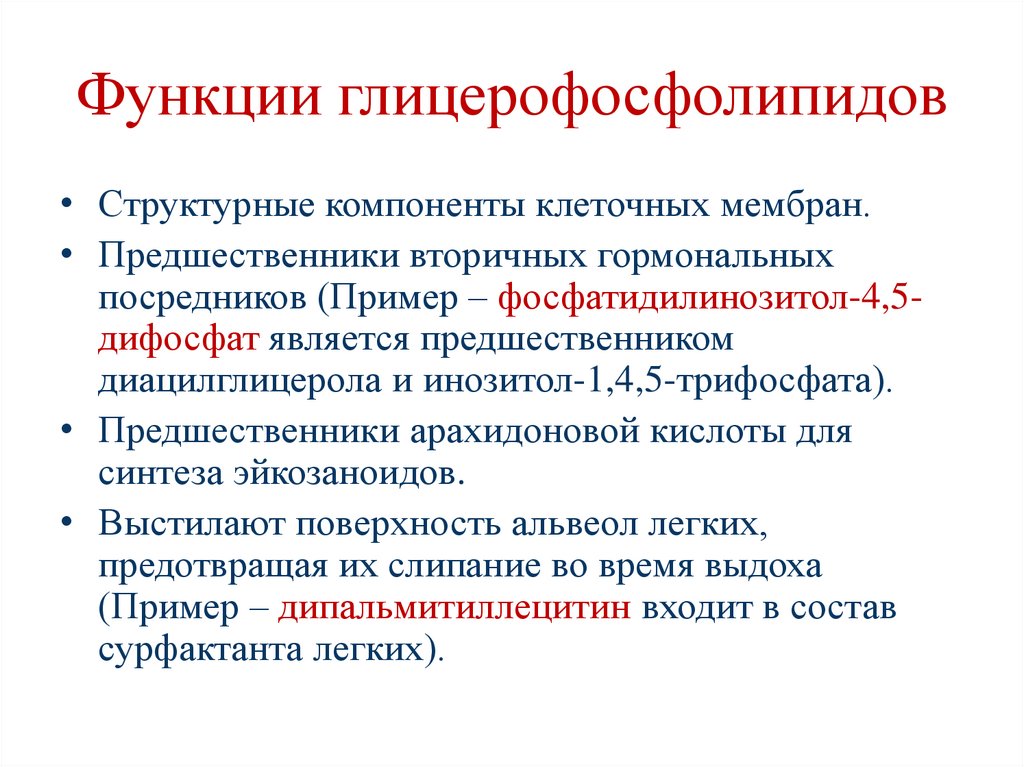 Функции глицерофосфолипидов