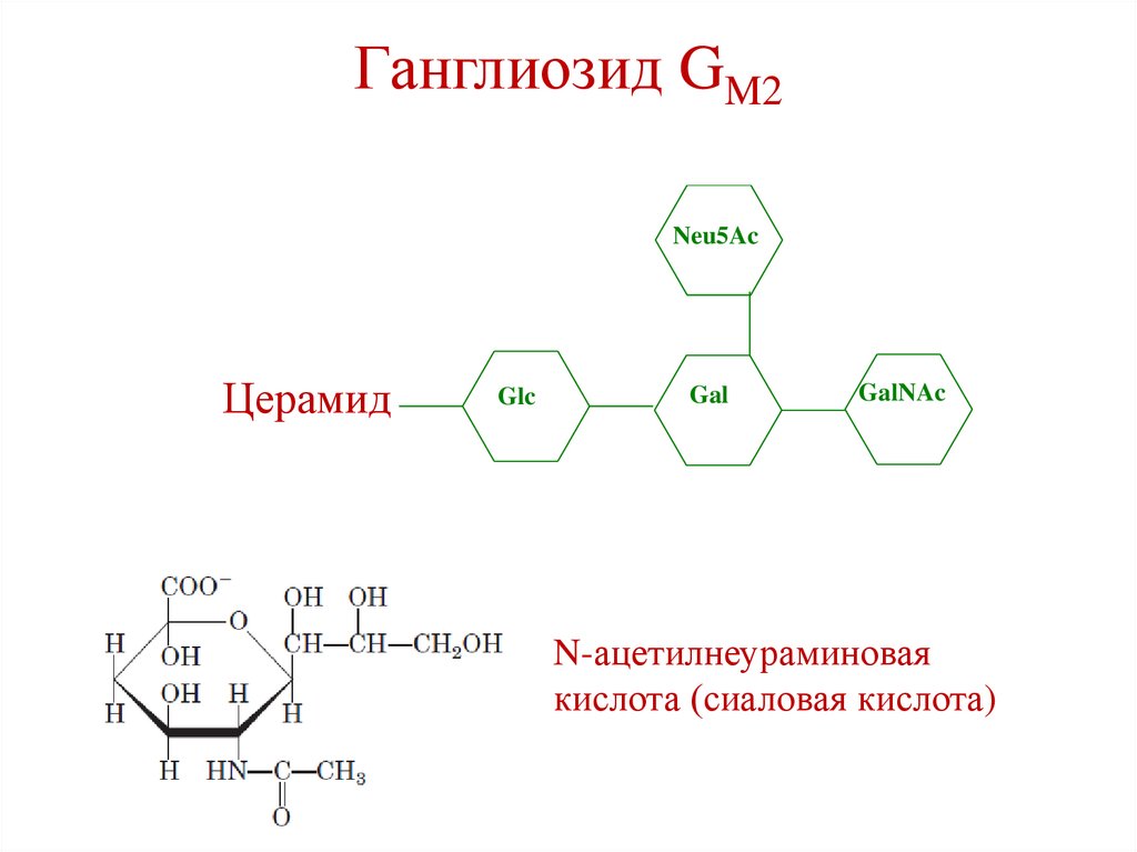Ганглиозид GM2
