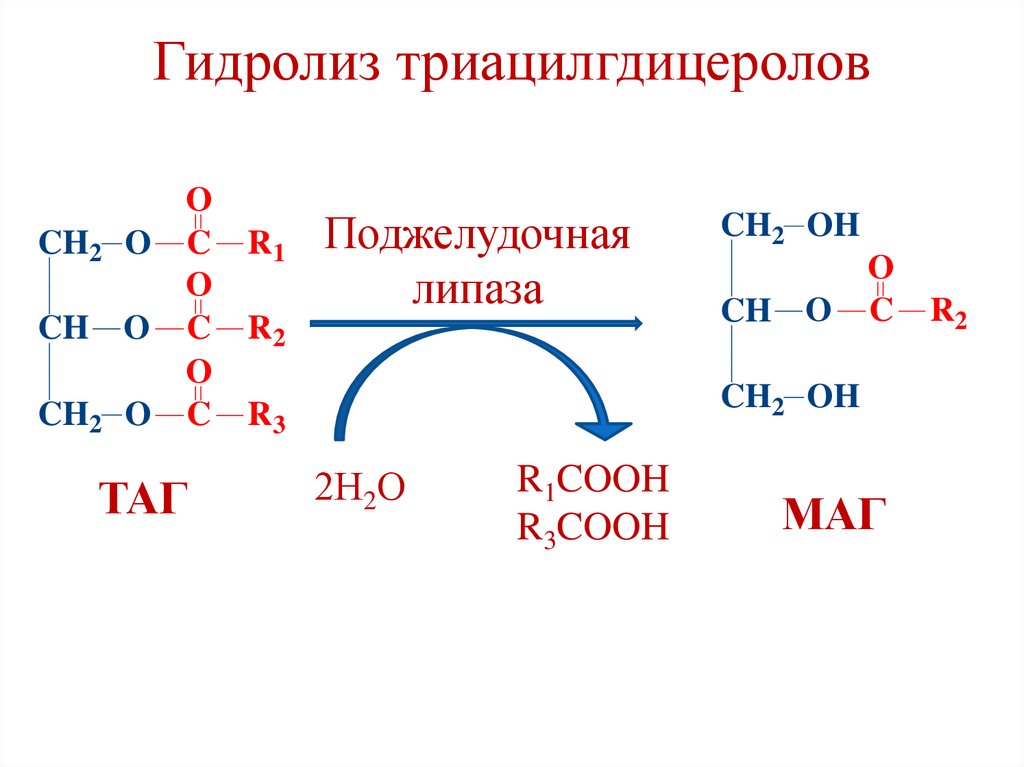 Гидролиз триацилгдицеролов