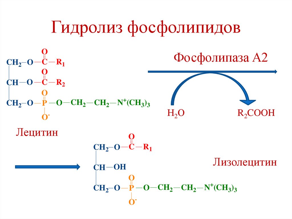 Гидролиз фосфолипидов
