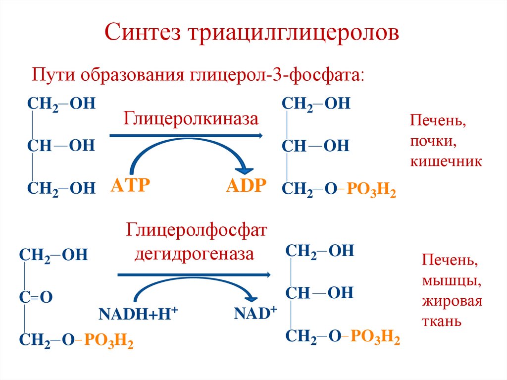 Синтез триацилглицеролов