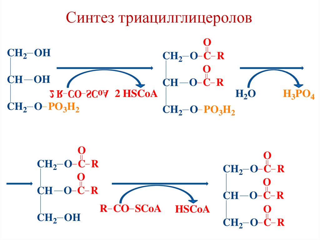 Синтез триацилглицеролов