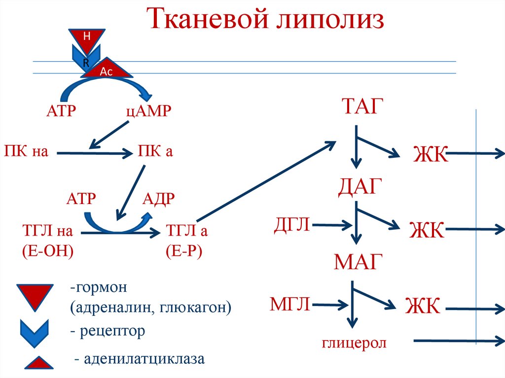 Тканевой липолиз