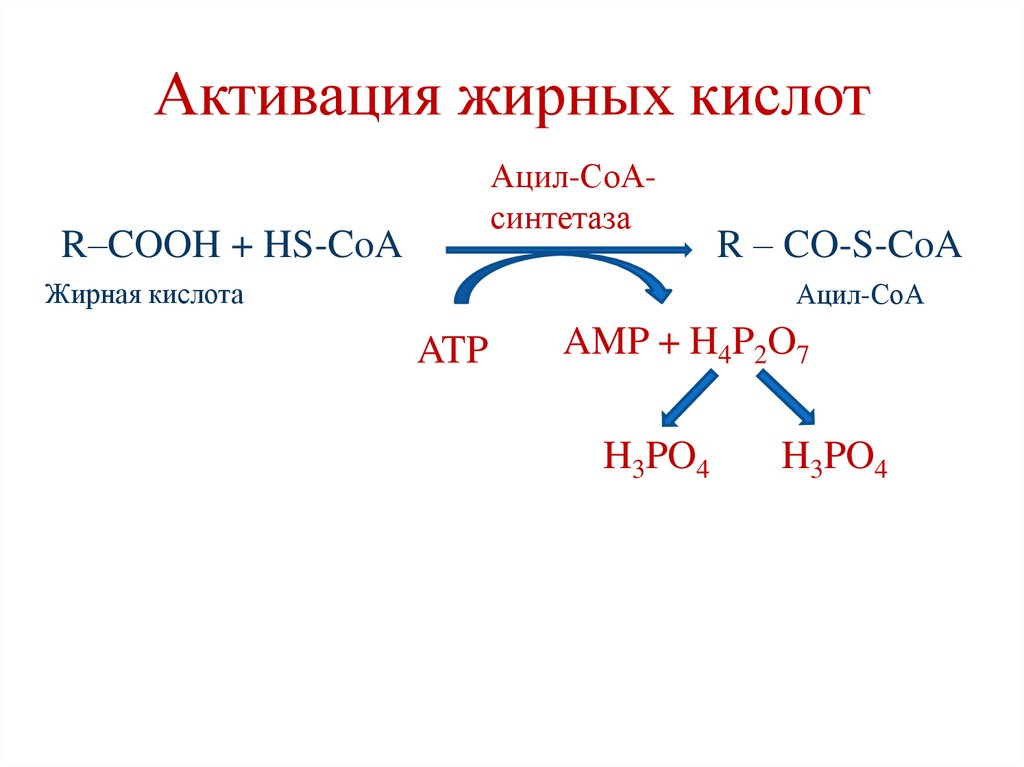Активация жирных кислот