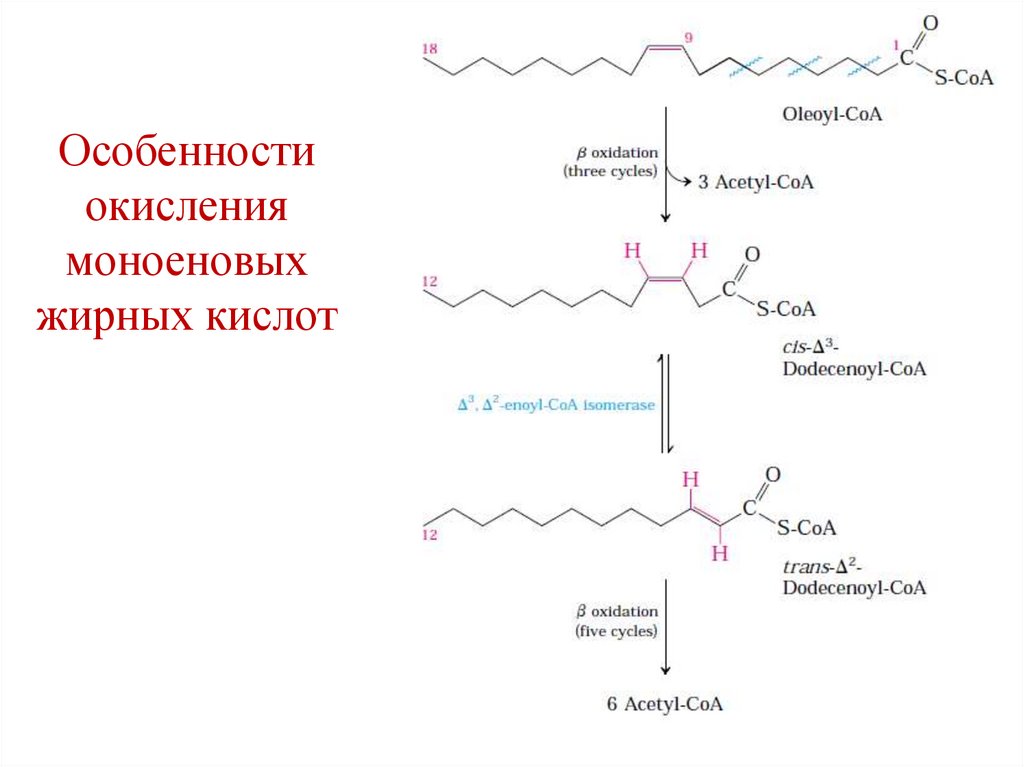 Особенности окисления моноеновых жирных кислот