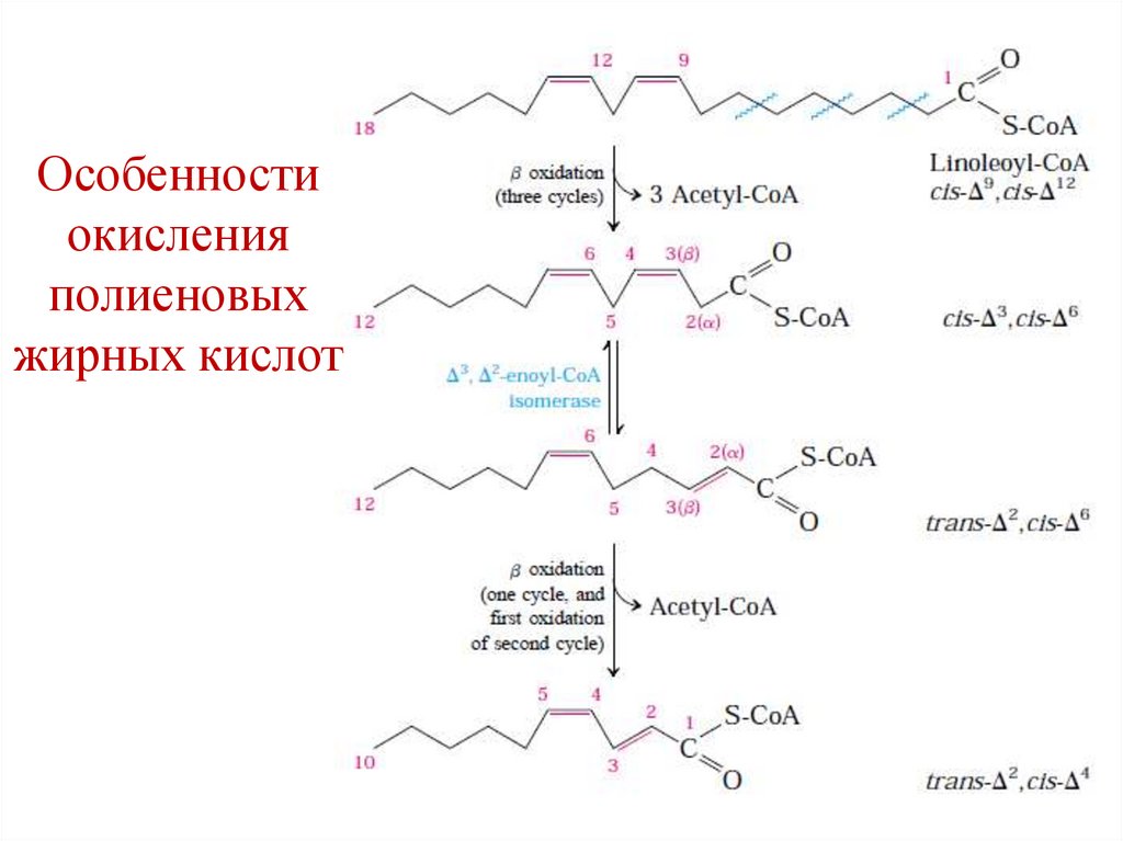 Особенности окисления полиеновых жирных кислот
