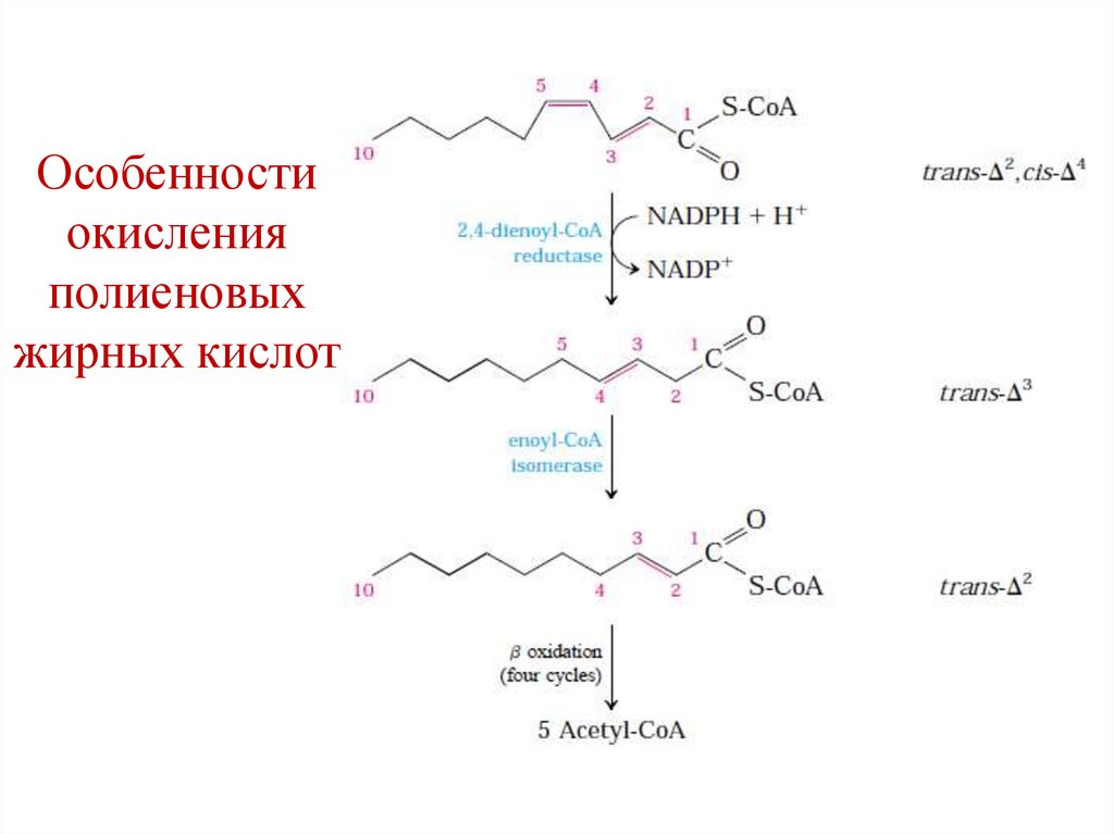 Особенности окисления полиеновых жирных кислот