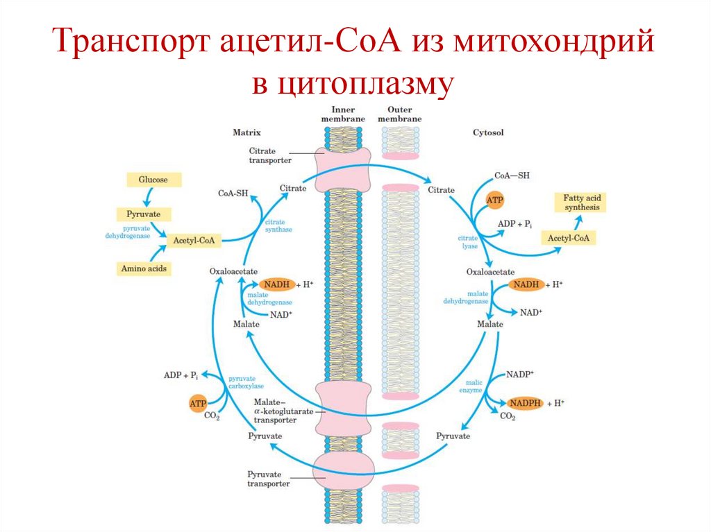 Транспорт ацетил-СоА из митохондрий в цитоплазму