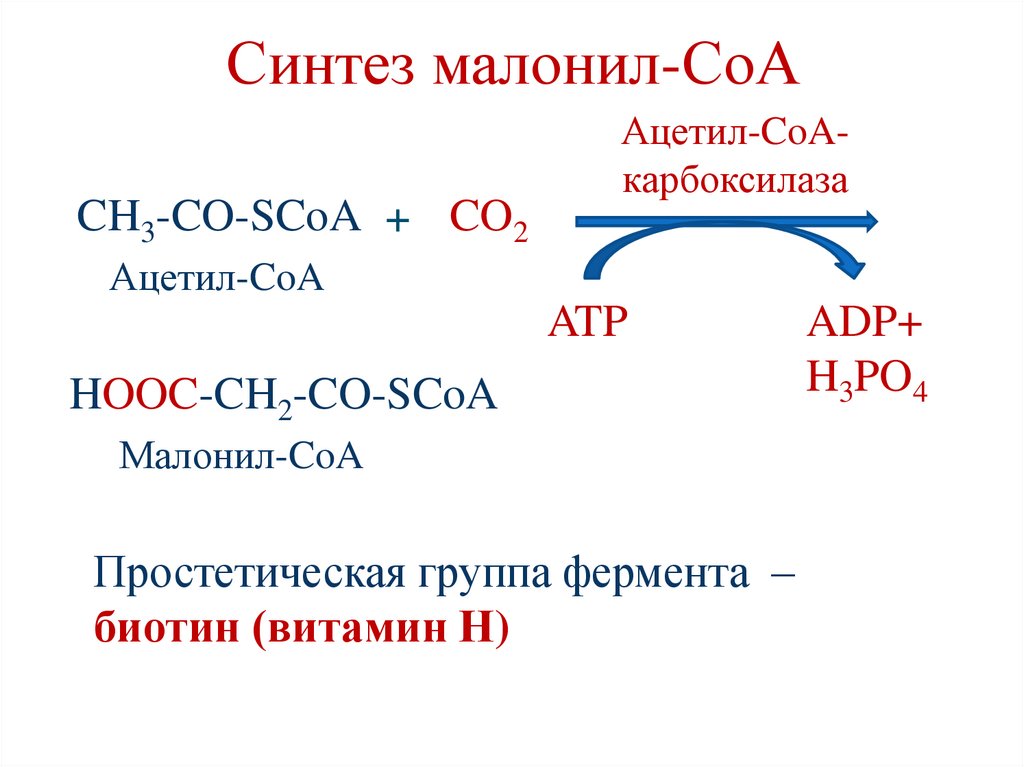 Синтез малонил-СоА