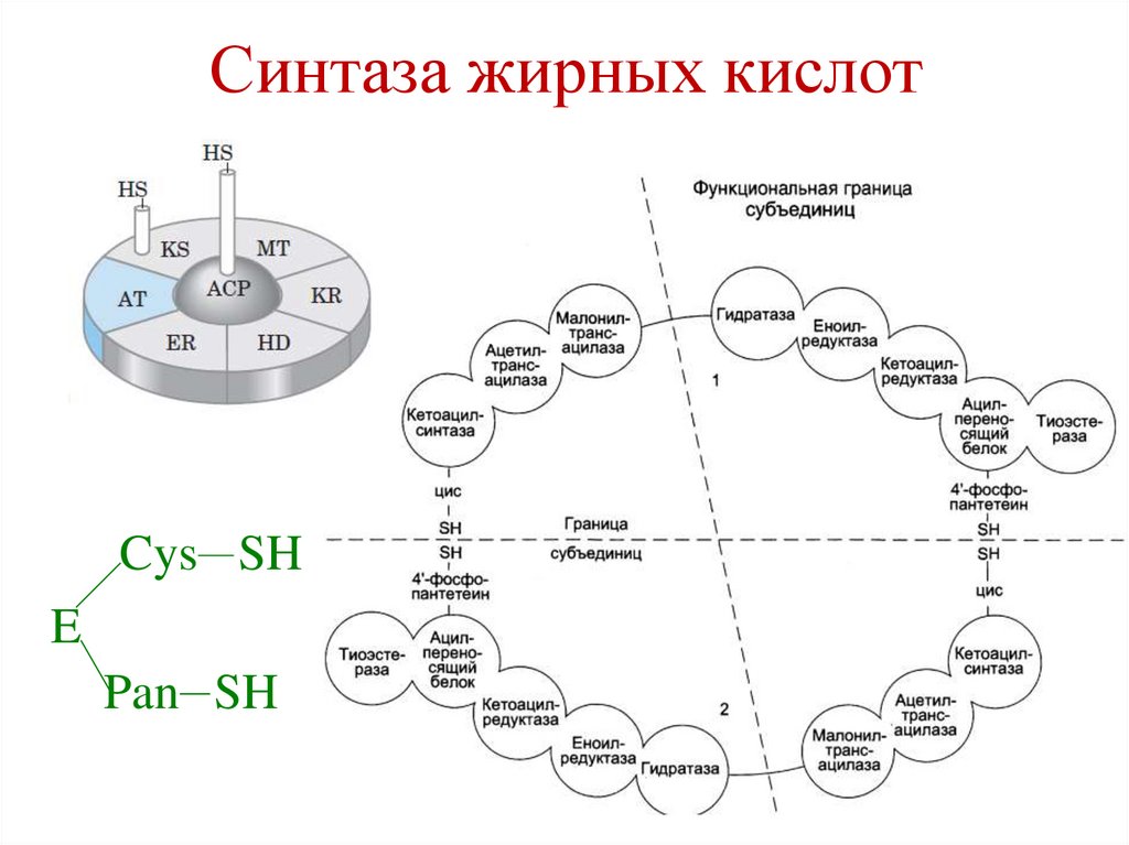 Синтаза жирных кислот