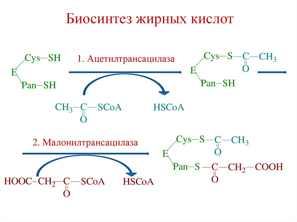 Биосинтез жирных кислот