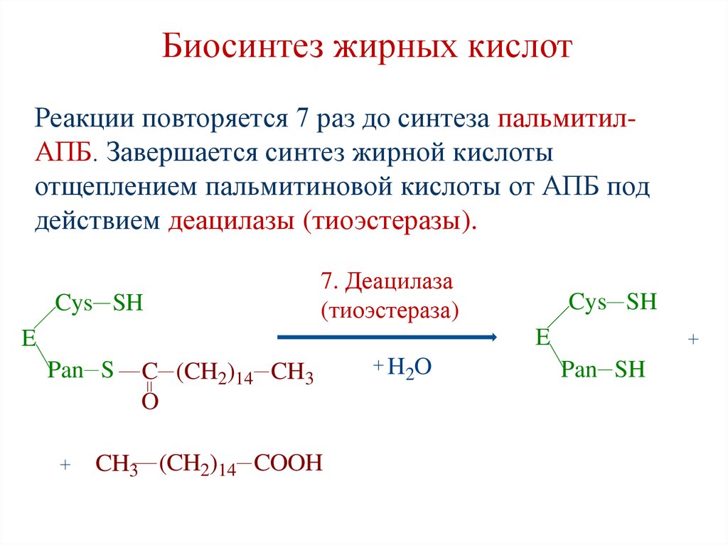 Биосинтез жирных кислот