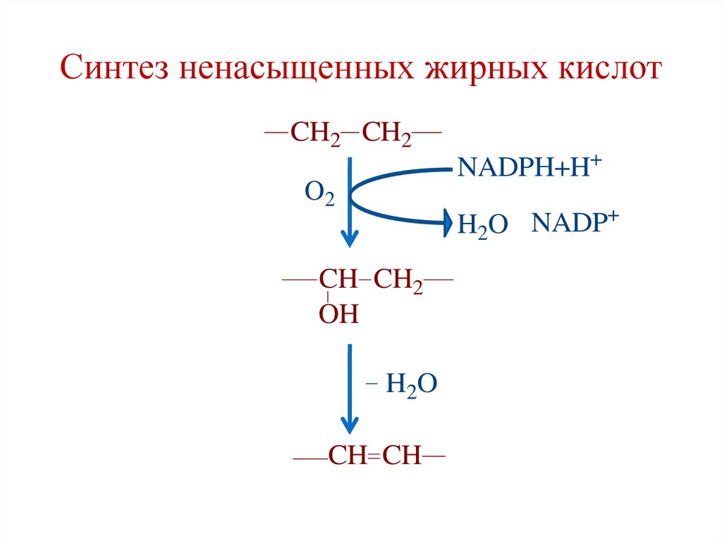 Синтез ненасыщенных жирных кислот