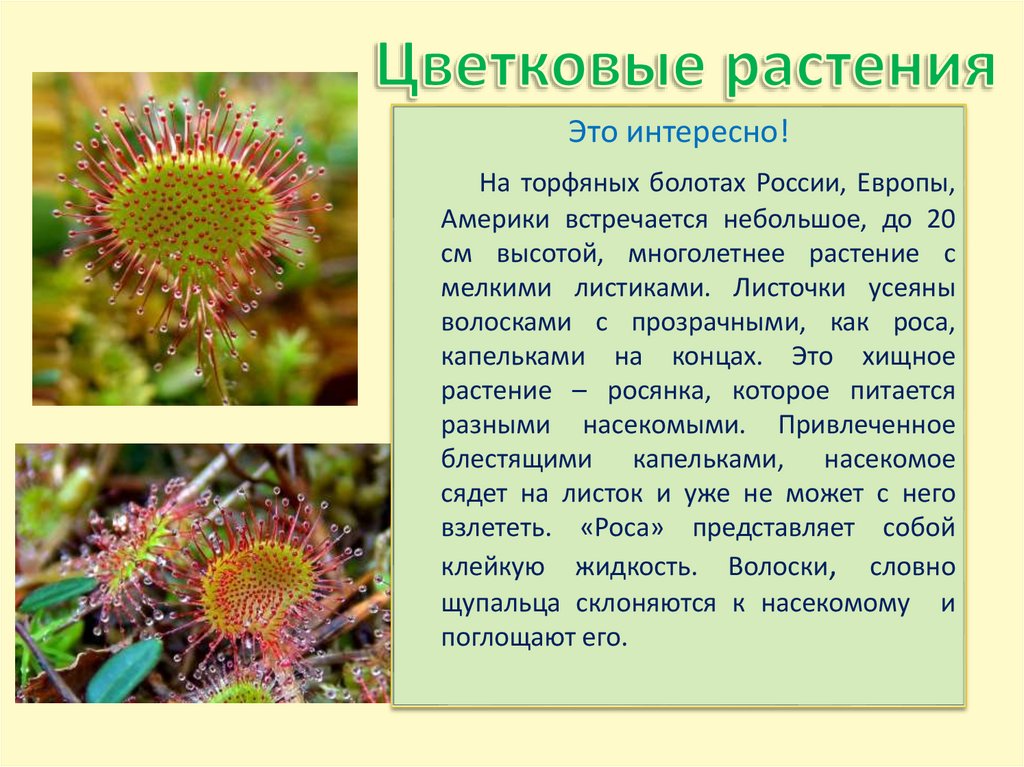 Цветковые растения