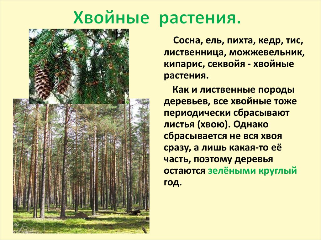 Хвойные растения.