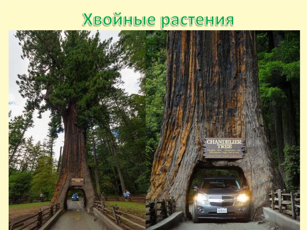 Хвойные растения