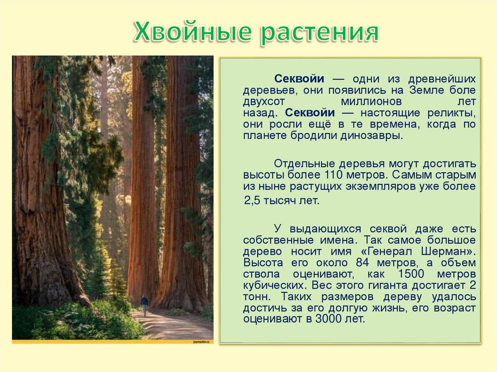 Хвойные растения