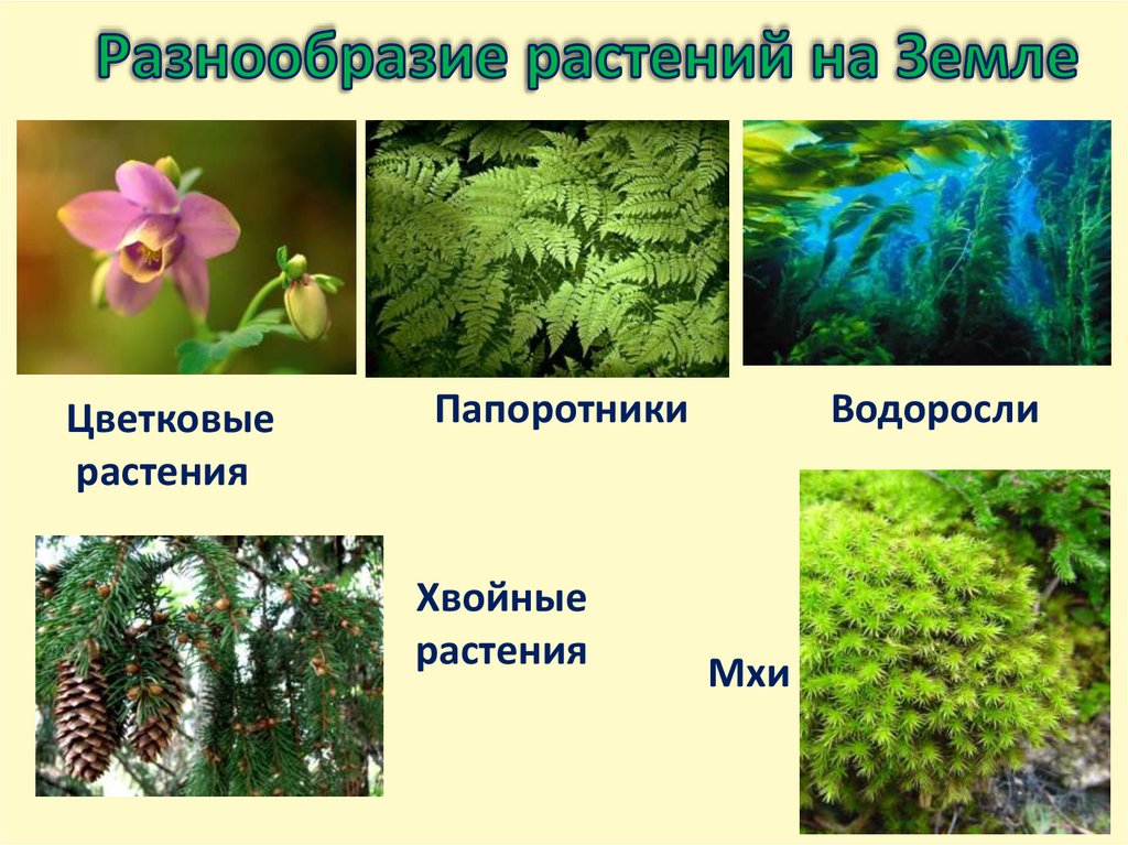 Разнообразие растений на Земле