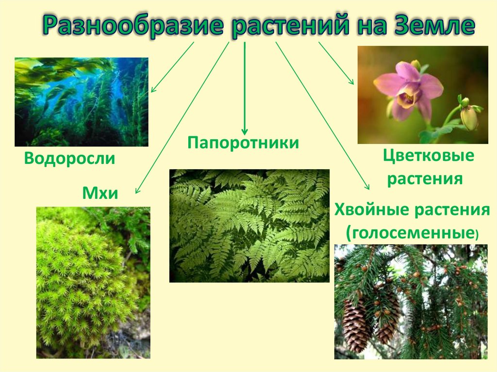 Разнообразие растений на Земле