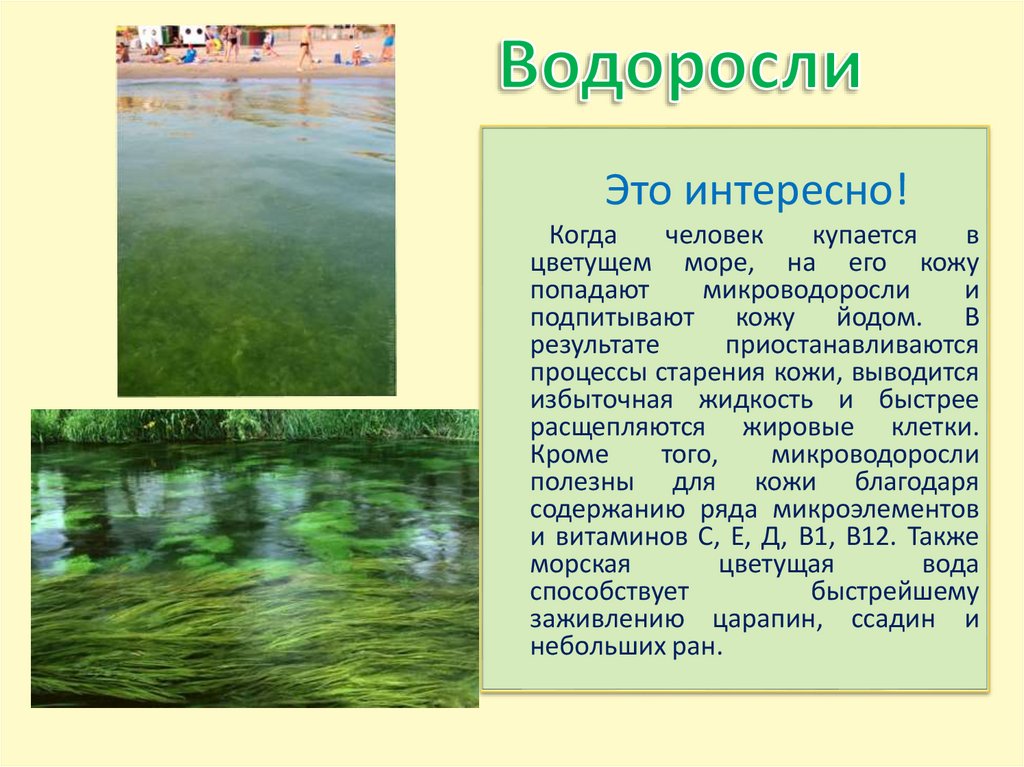 Водоросли