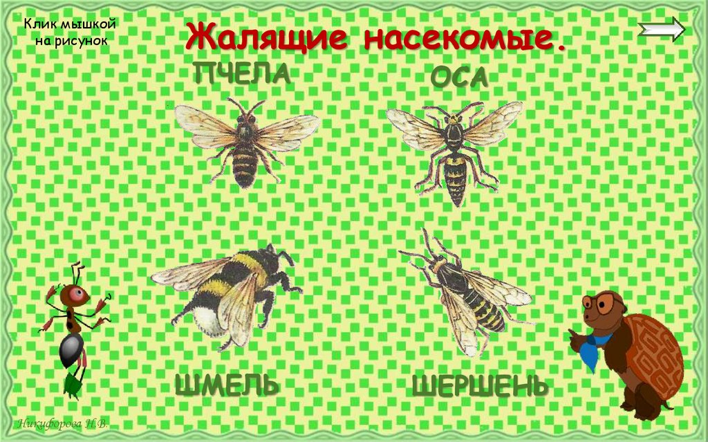 Жалящие насекомые.