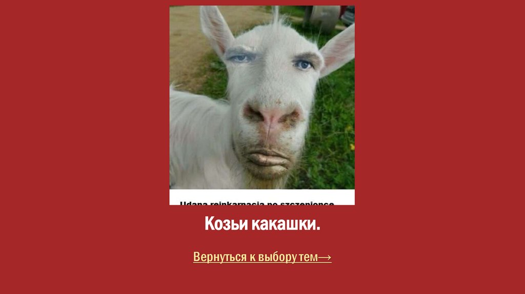 Козьи какашки.