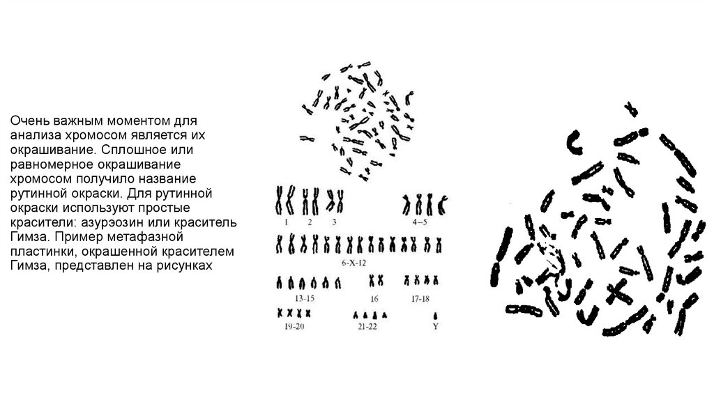 Очень важным моментом для анализа хромосом является их окрашивание. Сплошное или равномерное окрашивание хромосом получило