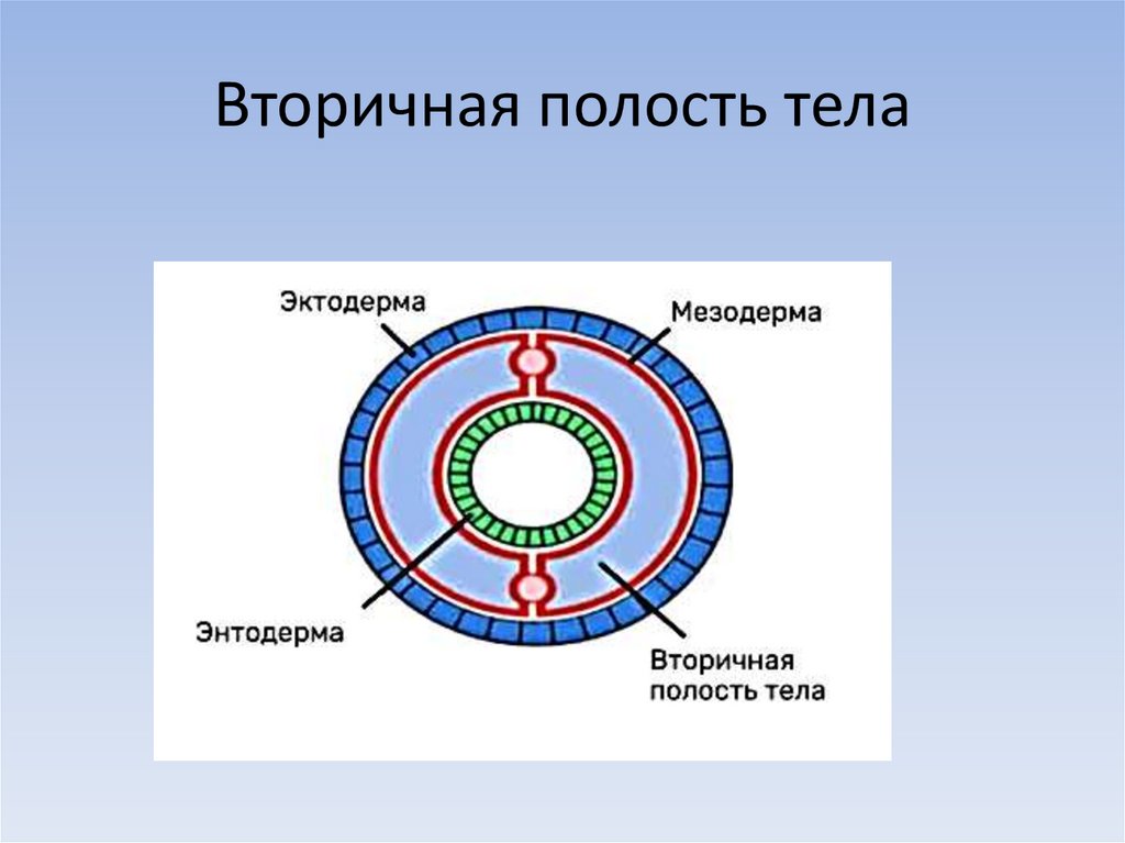 Вторичная полость тела