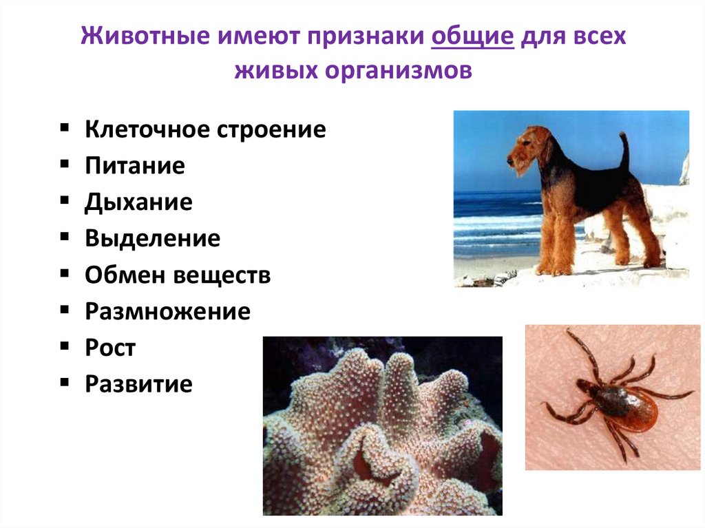 Животные имеют признаки общие для всех живых организмов