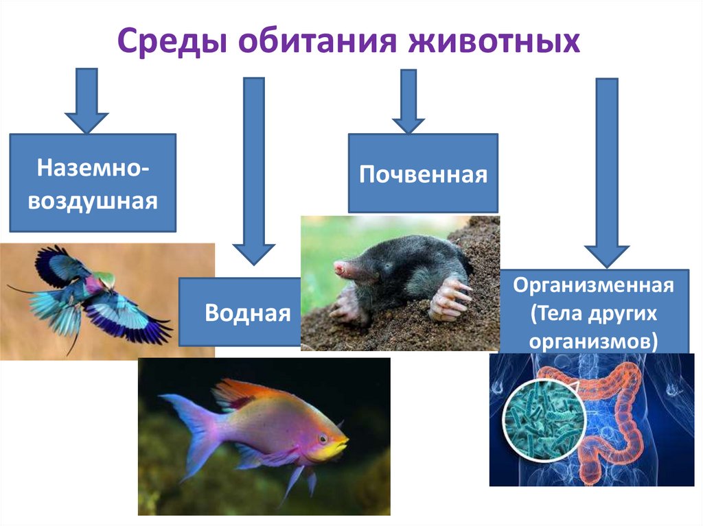 Среды обитания животных