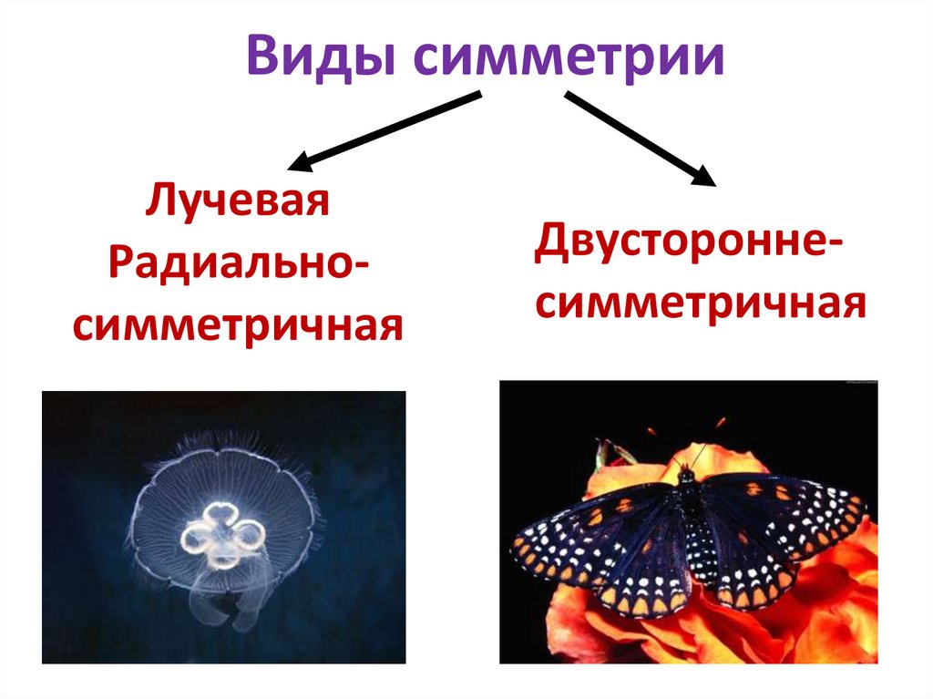 Виды симметрии