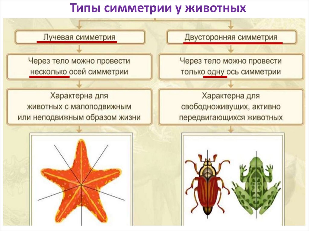 Типы симметрии у животных