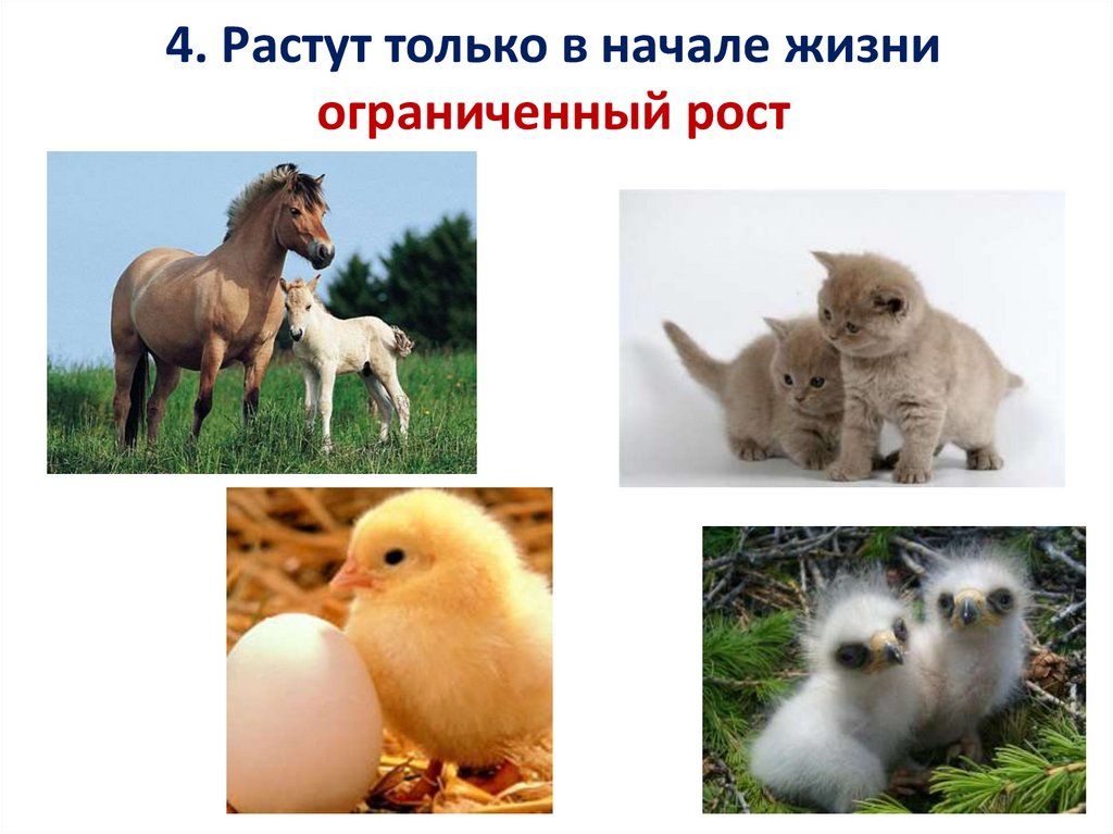 4. Растут только в начале жизни ограниченный рост