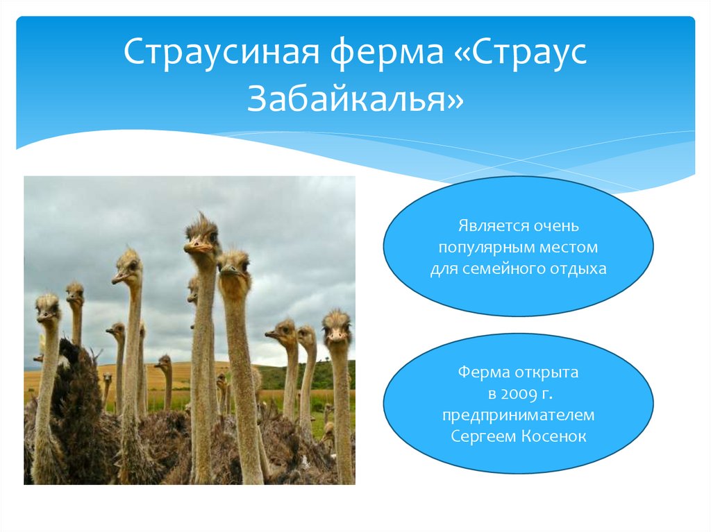 Страусиная ферма «Страус Забайкалья»