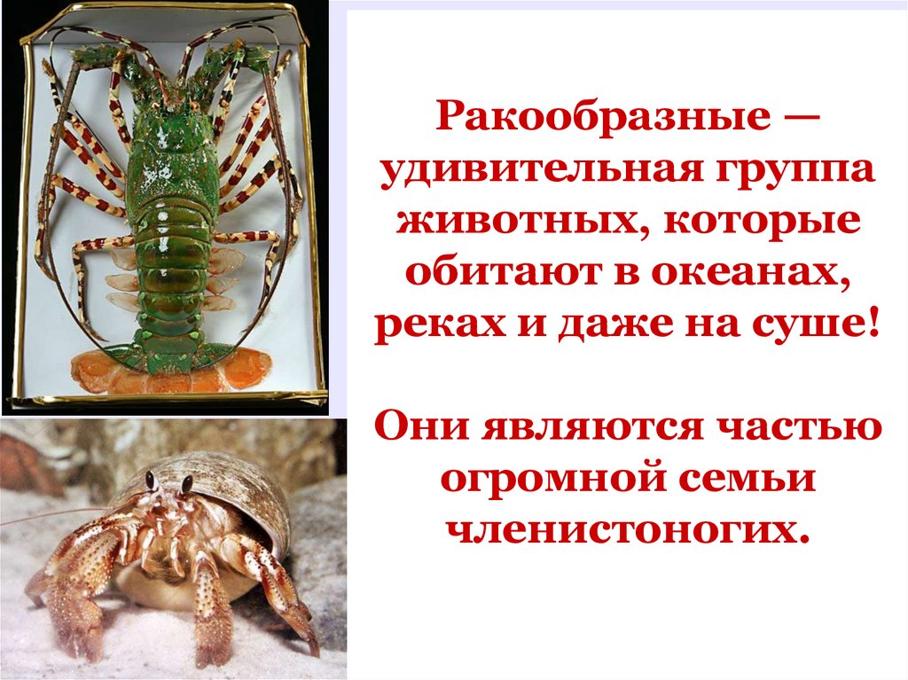 Ракообразные — удивительная группа животных, которые обитают в океанах, реках и даже на суше! Они являются частью огромной