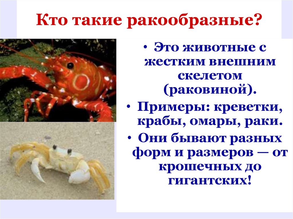 Кто такие ракообразные?