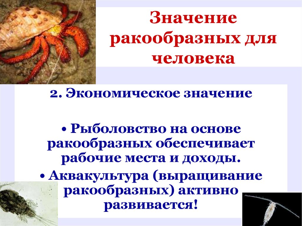 Значение ракообразных для человека