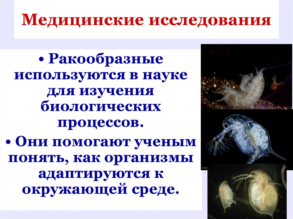 Медицинские исследования