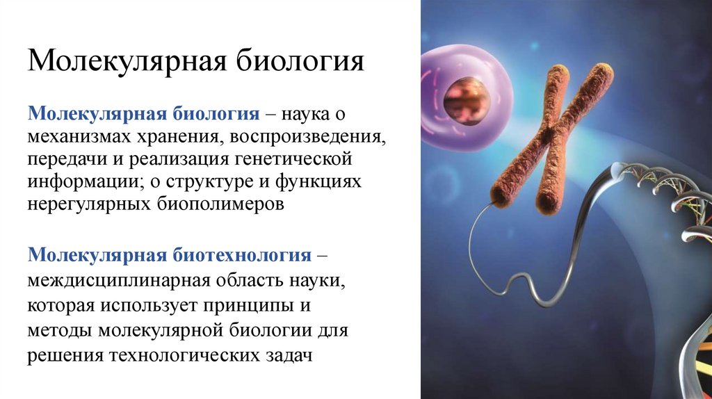 Молекулярная биология