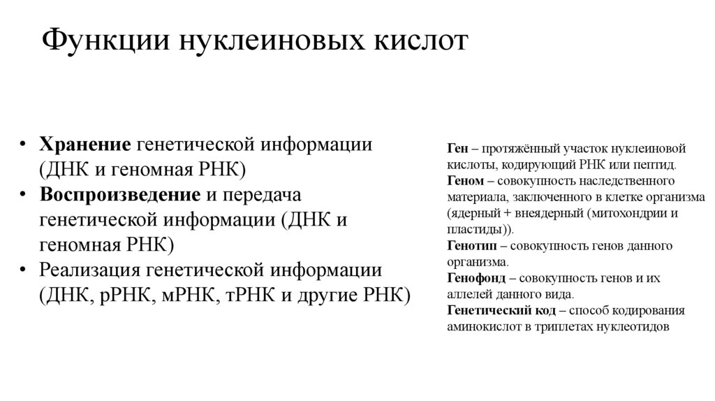 Функции нуклеиновых кислот