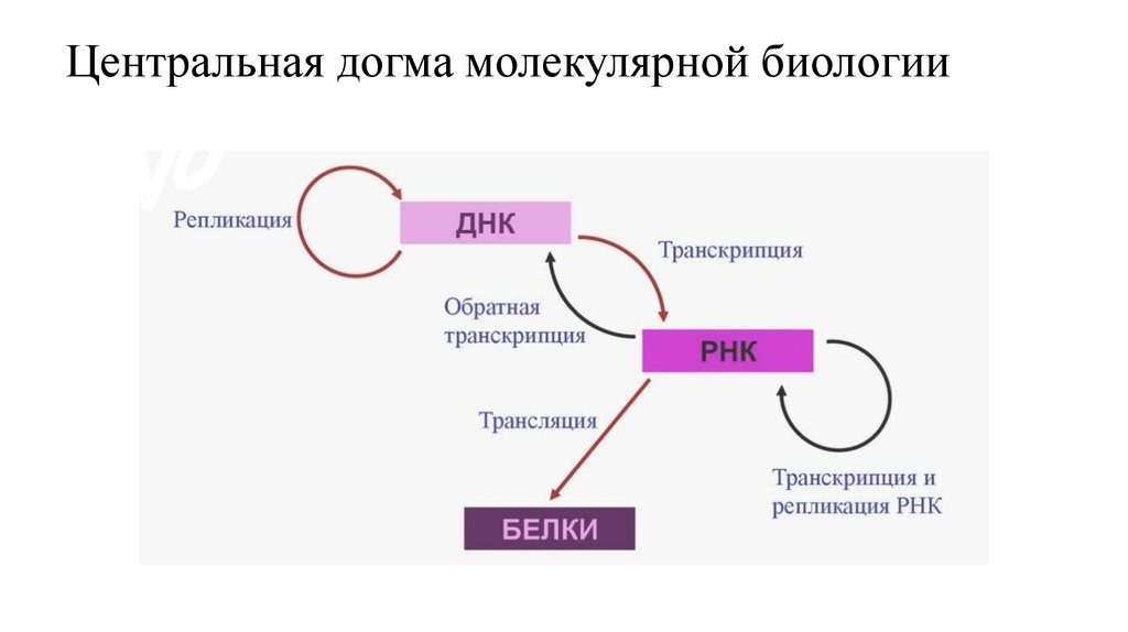 Центральная догма молекулярной биологии