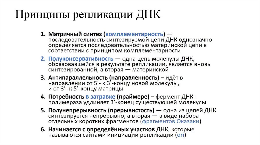 Принципы репликации ДНК